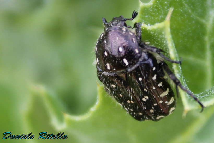 Richiesta identificazione, grazie!!! Oxythyrea funesta